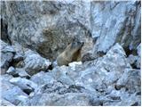 Rifugio Sorgenti del Piave - Monte Chiadenis